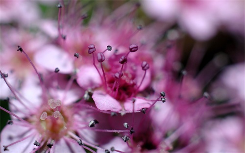 U蜜 怎么样，益生菌哪一种比较好